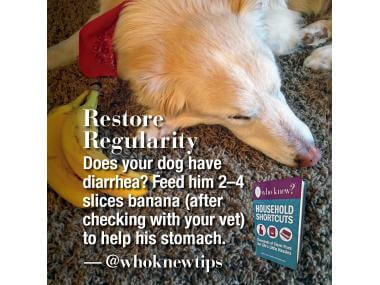 Dogs Quick And Dirty Tips