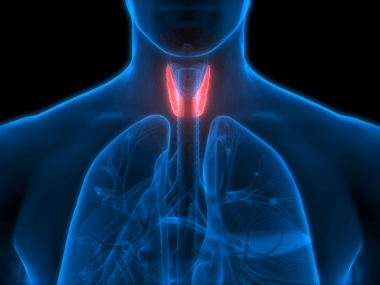 the thyroid glands