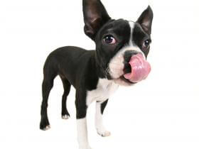 Puppy Chewing