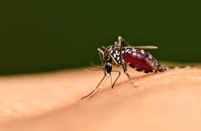 Anti-Mosquito Bite Diet