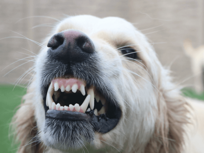 Aggressive Dog