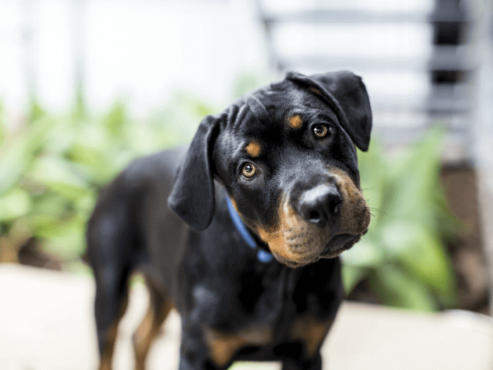 Dog making confused face