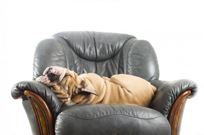 How to Keep Dogs Off Furniture