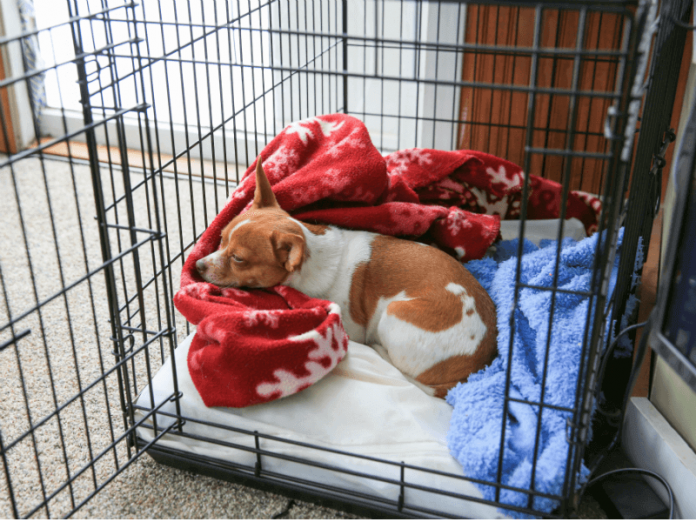 how to train a puppy without a crate