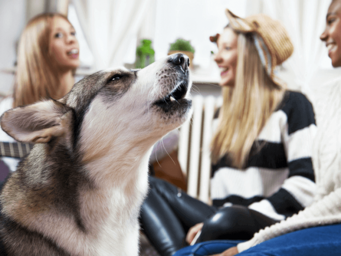 Dog barking at guests
