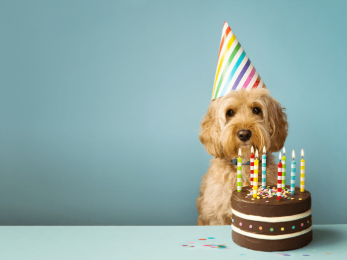 dog birthday party