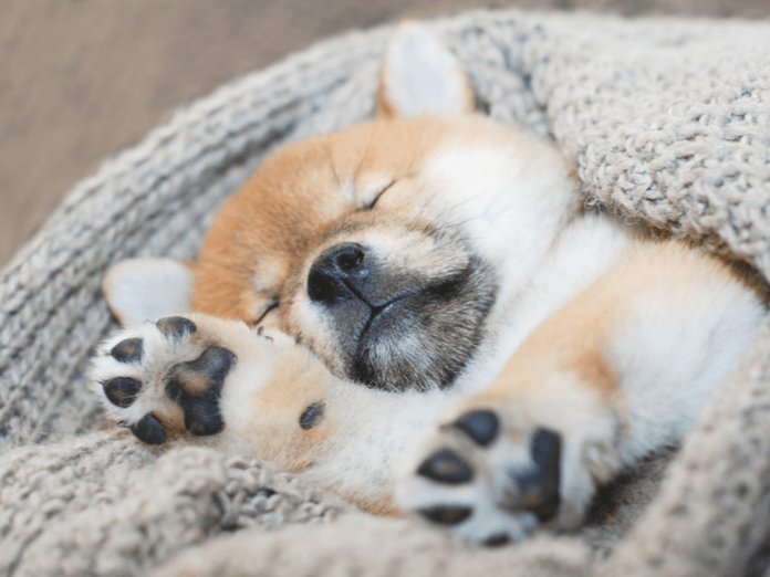 puppy running in its sleep