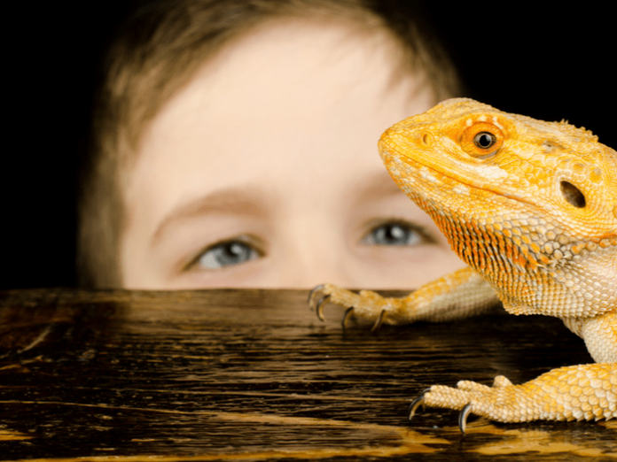 boy with bearded dragon pet