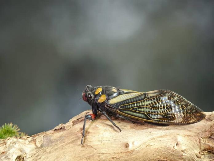 a picture of a cicada on a log
