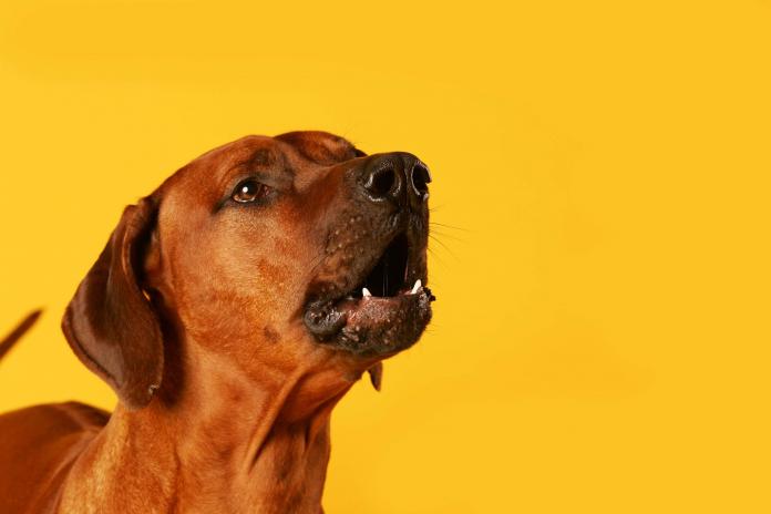Dog barking