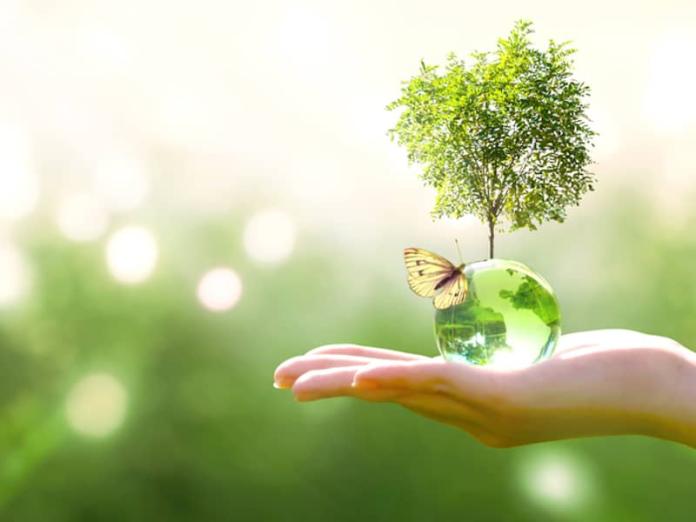 a hand, palm up, holding a green org with a tree growing out of it
