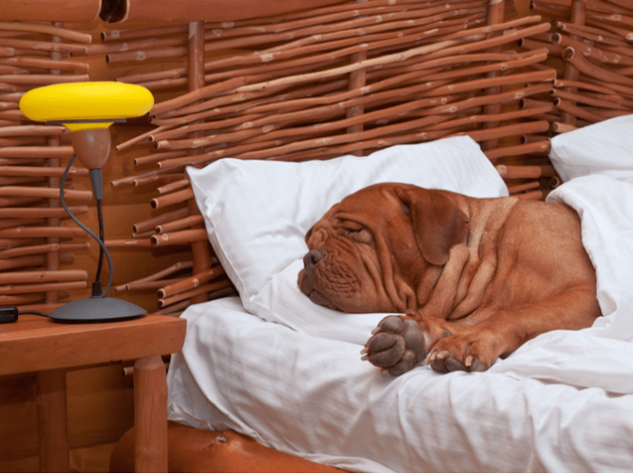 dog sleeping in bed