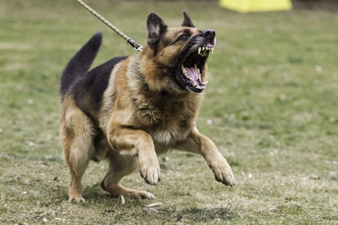 aggression in dogs
