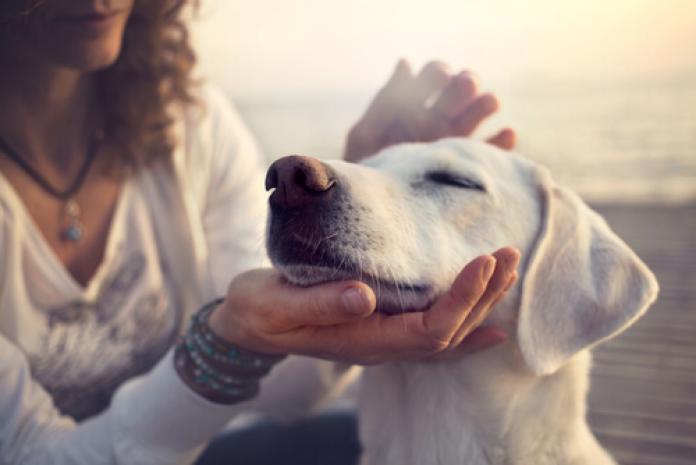 Are Emotional Support Animals Necessary Or Just Glorified Pets Savvy Psychologist