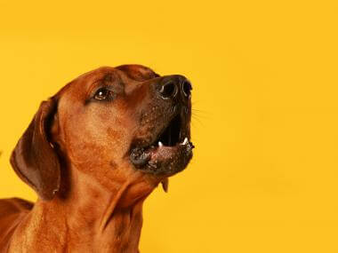 How To Get A Dog To Stop Barking Inside How To Get A Dog To Stop Barking Inside