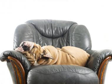 5 Quick and Easy Ways to Remove Pet Hair