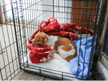 Happy dog in crate