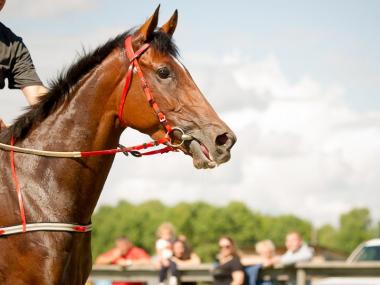 This beautiful horse is a representation of how so many English idioms come from horse culture: to spur, to rein in, to hold your horses, and so on.