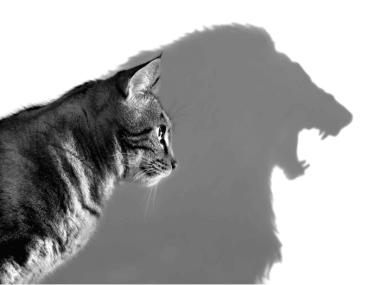 Assertiveness