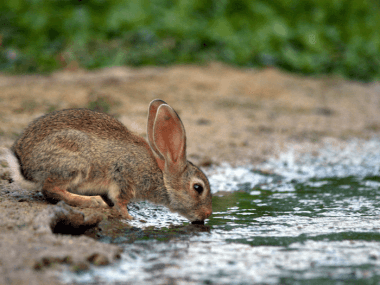 rabbit going to river