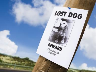 A lost dog flyer