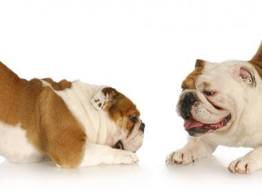 The Dog Trainer How To Deal With Jealous Dogs Dog Trainer