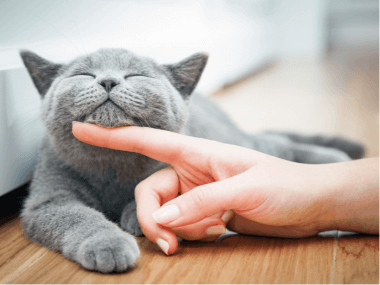 5 Quick And Easy Ways To Remove Pet Hair