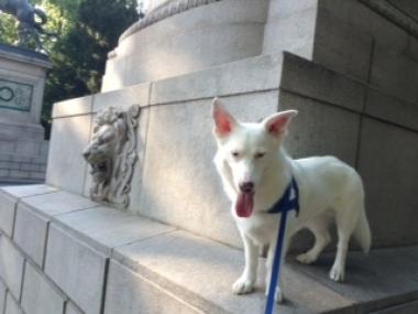 The Dog Trainer Living With A Deaf Dog Dog Trainer Quick