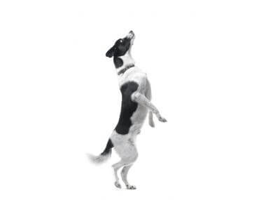 The Dog Trainer How To Stop A Dog From Jumping Up Dog Trainer