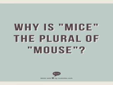 mouse