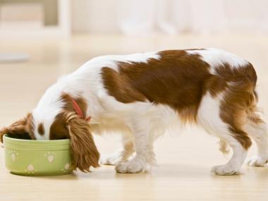 dog eating unsafe food
