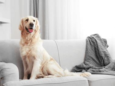 The Dog Trainer How To Keep Dogs Off Furniture Dog Trainer