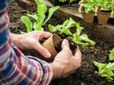 gardening