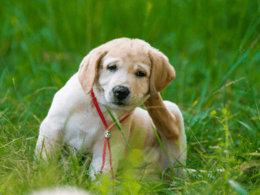 9 Simple Dog Washing Tips