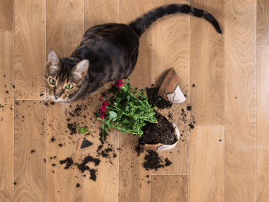What To Do If Your Cat Keeps Throwing Up