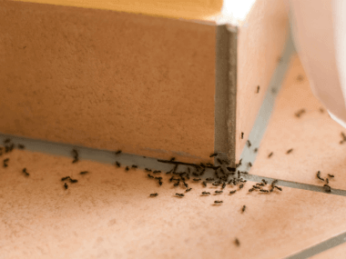 Do Mothballs Get Rid Of Ants