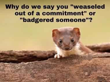 Why do we say you weaseled out of a commitment or badgered someone?