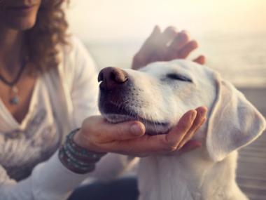 Are Emotional Support Animals Necessary, or Just Glorified Pets?
