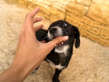 How to get your puppy to stop nipping