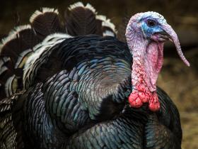 A turkey in a natural setting