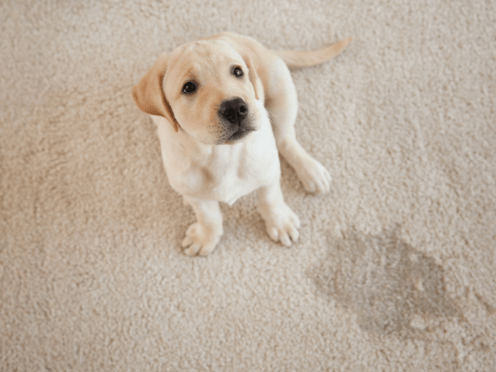 dog on carpet
