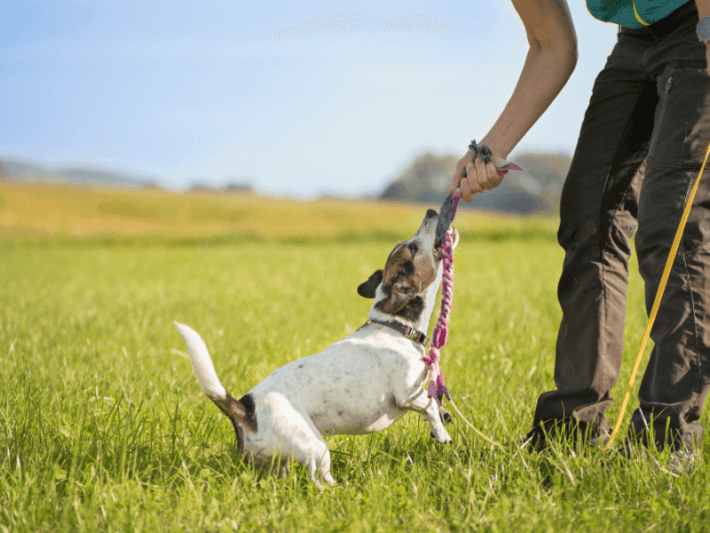 play tug of war
