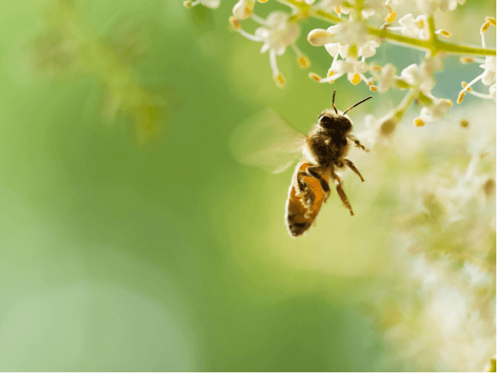 how to treat a bee sting
