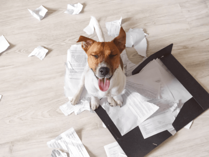 Dog making mess