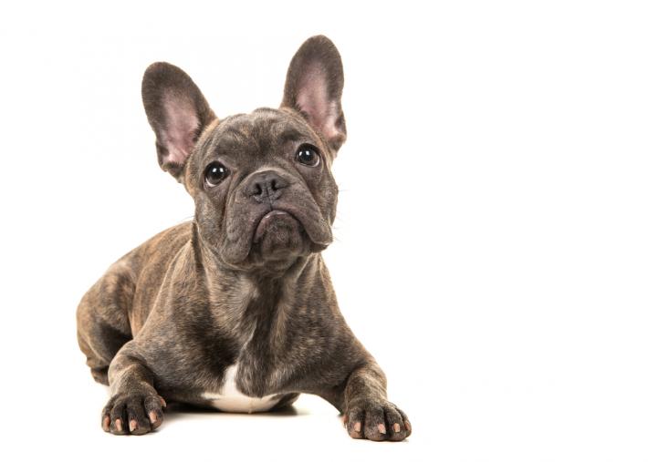 Curious Frenchie dog