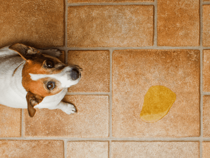 The Dog Trainer What To Do If Your Dog Pees Or Poops Indoors