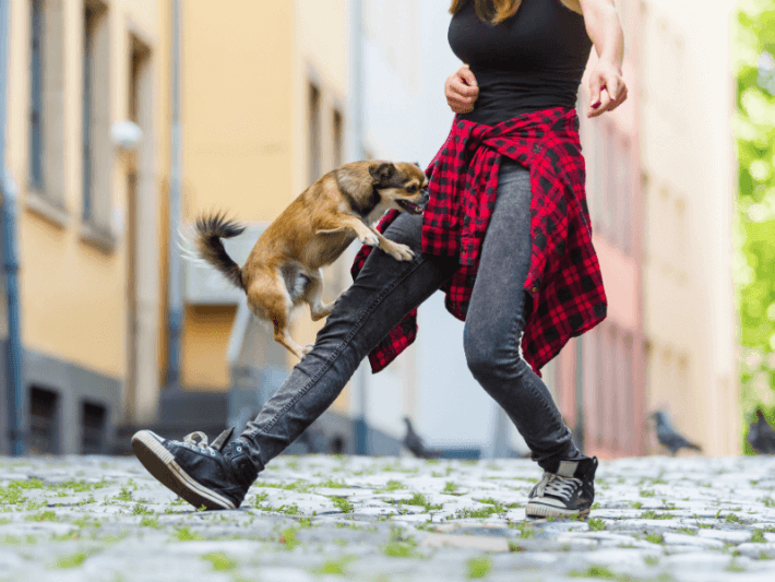 What to Do About Your Humping Dog