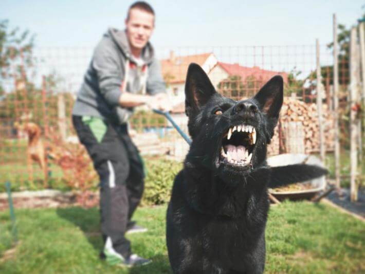 How to Get Your Dog to Stop Barking and Lunging on Leash