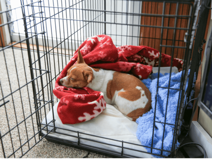 how to keep dog quiet in crate