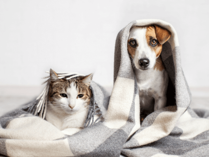 cat and dog home